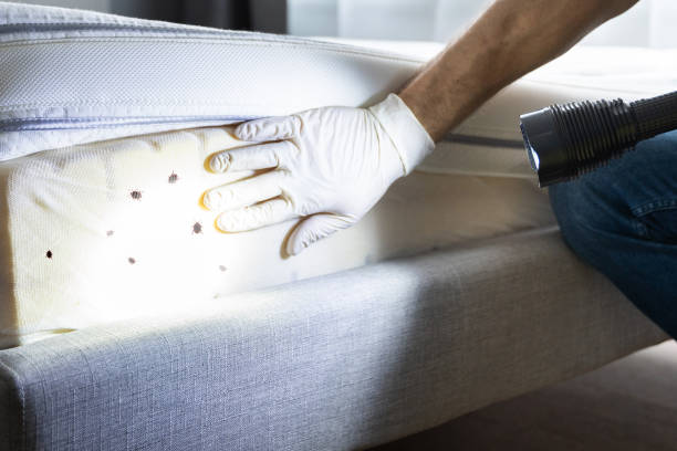 Best Ant Control Services  in Bristol, TN