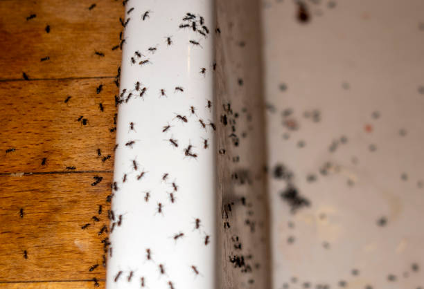 Best Affordable Pest Control Services  in Bristol, TN
