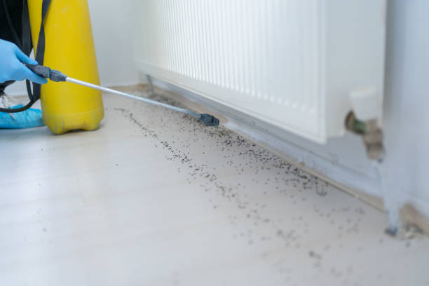 Best Local Pest Control Services  in Bristol, TN